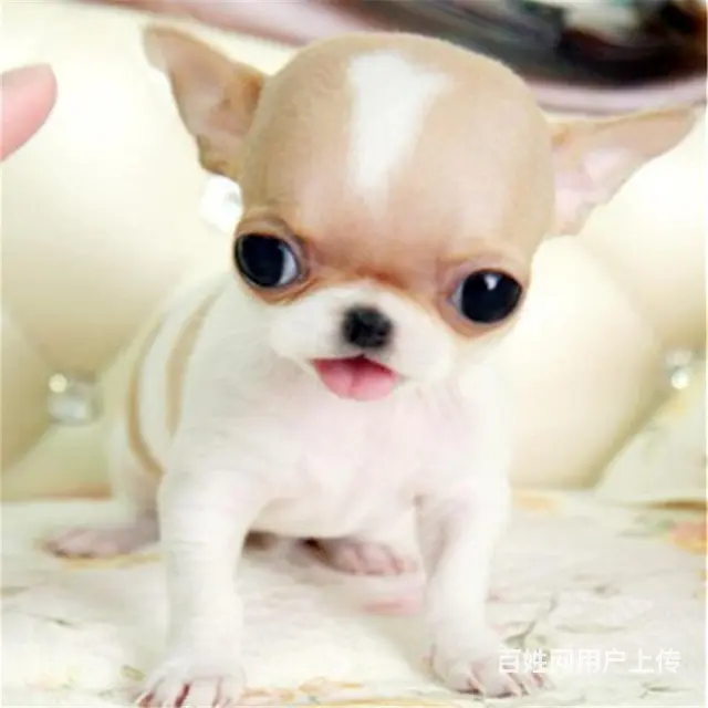 长春上哪可以看到吉娃娃犬舍，吉娃娃犬舍地址位置 - 图片 8