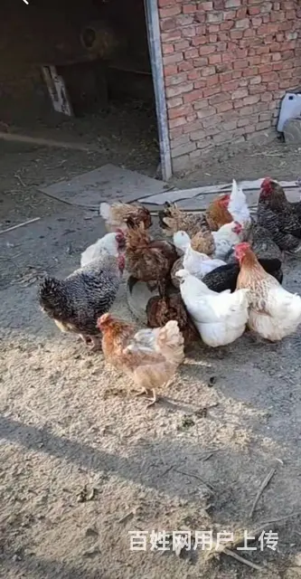 纯正笨鸡蛋，假一罚十 - 图片 1