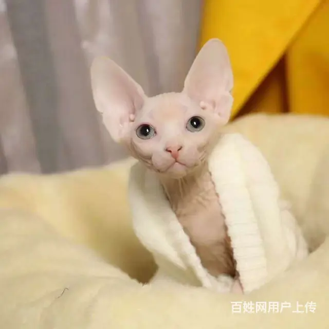 哪里有无毛猫卖的 无毛猫好养吗 无毛猫多少钱一只 - 图片 4