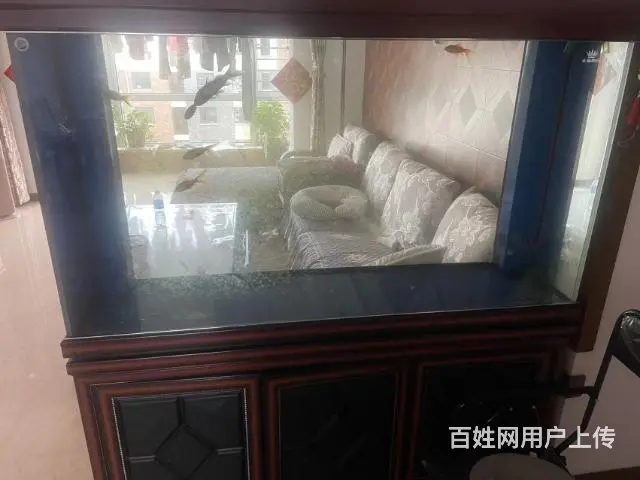 【搞定了！】4年的鱼缸 - 图片 4