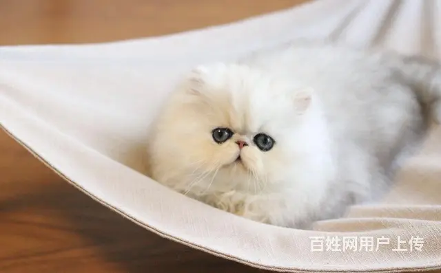 哪里有金吉拉猫卖的 无病无廯 双血统金吉拉多少钱 - 图片 5