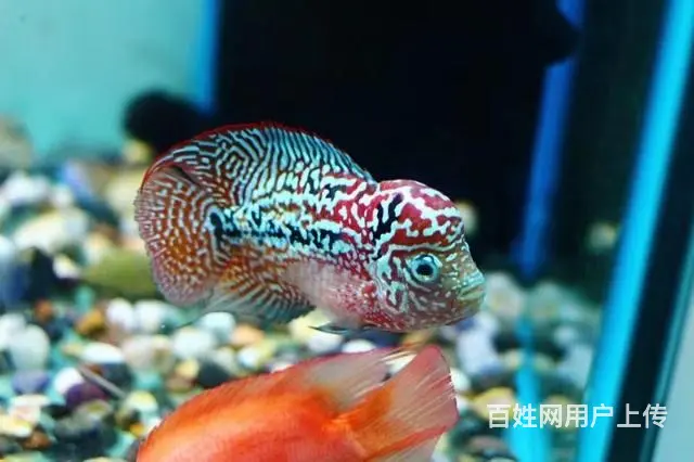 广州哪里有卖罗汉鱼 顺丰包邮包活，泰国一手货源 - 图片 2
