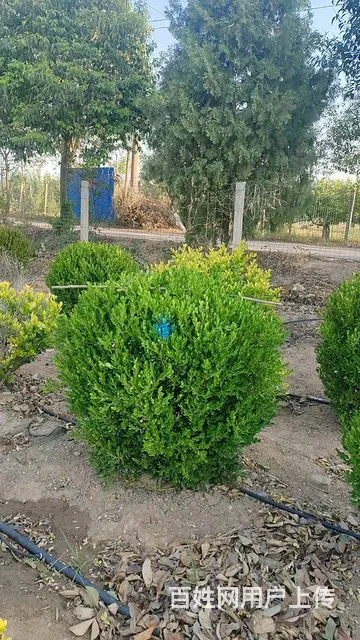 洛阳绿化——瓜子黄杨球，美植袋容器苗 - 图片 1