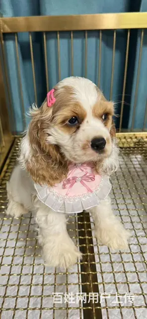 美国可卡犬幼犬找家长 - 图片 7