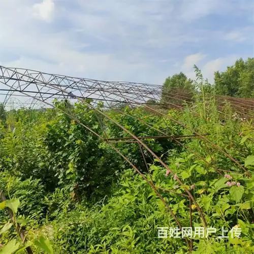 船营区西安路欢喜乡四队厂房出租出售 - 图片 11