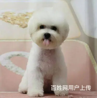 纯种比熊 小体比熊 带证书芯片出售中 - 图片 1