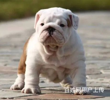 咸阳本地英国斗幼犬多少钱？犬舍只繁殖纯种精品健康签 - 图片 5