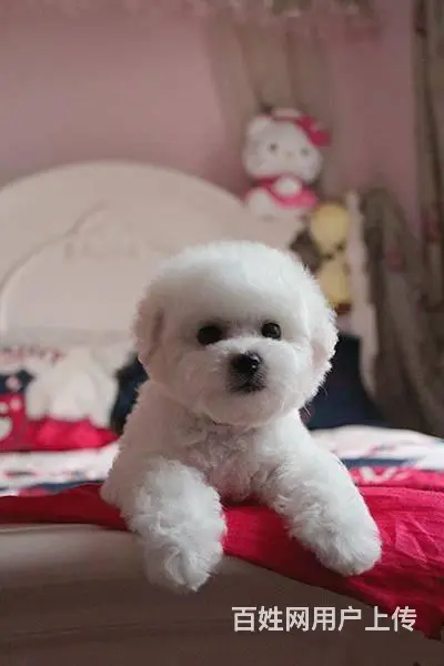 纯种比熊犬幼犬出售 高颜值多只可选 赛级品质 - 图片 5