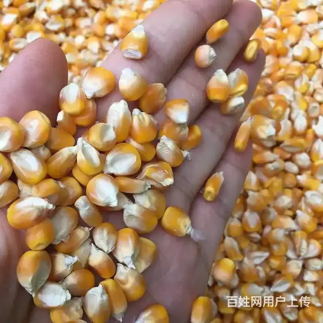 出售个人农地2000斤新玉米 - 图片