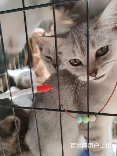 寻爱猫人士 - 图片 3