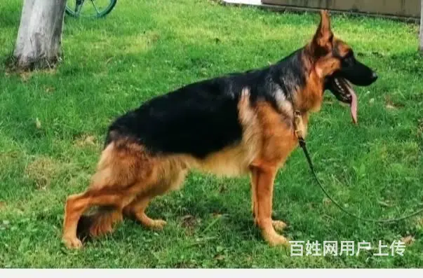 优价转让全国总冠军的漂亮儿子。 - 图片 1