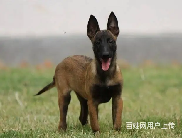 纯种马犬 保纯保健康 给您 贴心的售后 - 图片 5