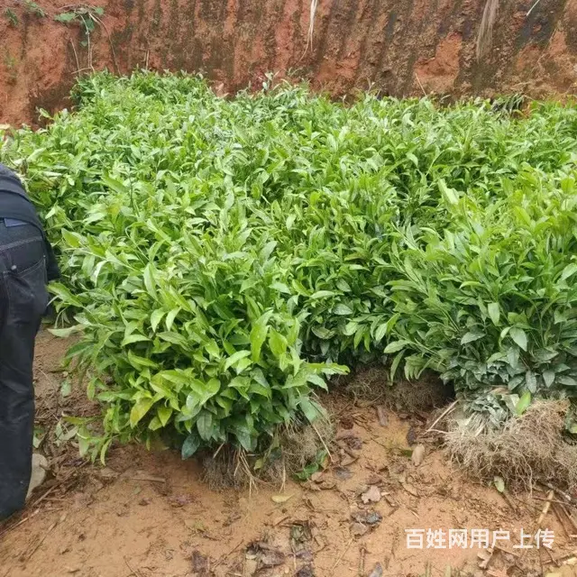 广西六堡茶叶苗，六堡茶树苗，六堡大叶茶苗服务 - 图片 5