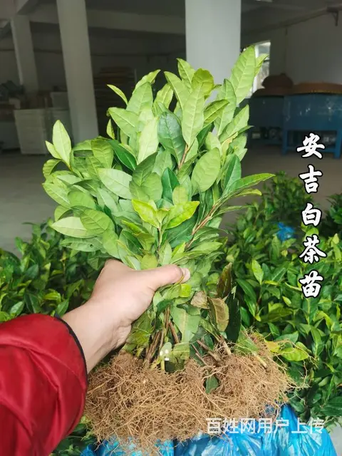 安吉白茶苗 自产自销 保质保量 技术指导 - 图片 4