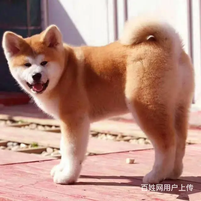 日本秋田犬，忠犬八公后代， 忠诚的狗狗 - 图片 6