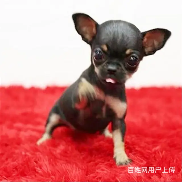 扬州上哪可以看到吉娃娃犬舍，吉娃娃犬舍地址位置 - 图片 12
