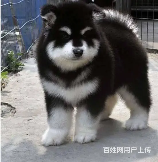出售纯种阿拉斯加幼犬阿拉斯加多少钱阿拉斯加图片 - 图片 5