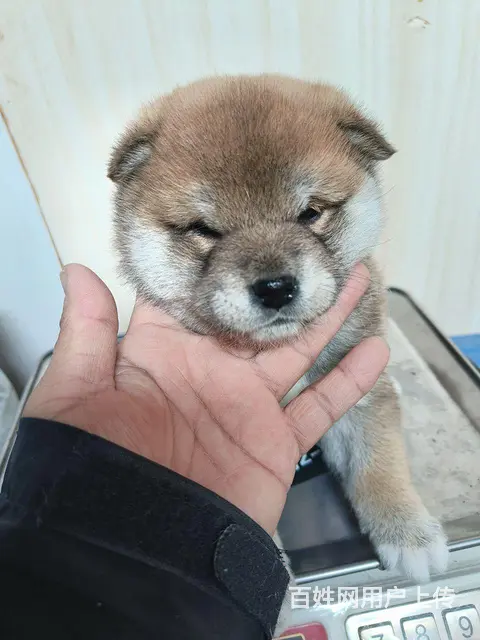 自家养小柴犬 - 图片 3
