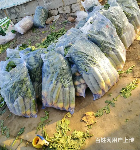 潍坊夏庄萝卜批发零售 - 图片 1