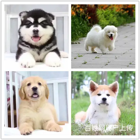 宿迁卖狗的地方宠物狗价格 - 图片 2