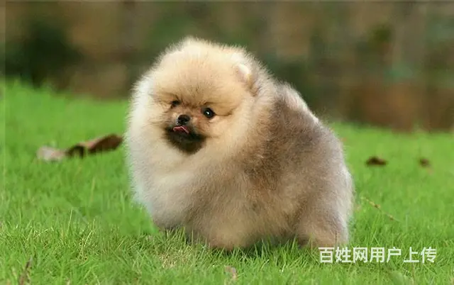 出售纯种博美幼犬小体俊介博美多少钱一只 - 图片 1