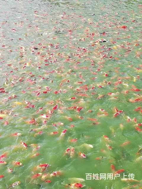【观赏鱼批发中心】锦鲤鱼，金鱼，热带鱼，批发零售 - 图片 4