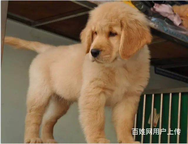 金毛犬--赛级金毛犬-支持送货上门 - 图片 4