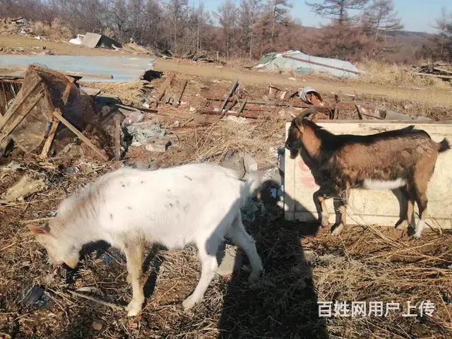 配种山羊出售 - 图片 6