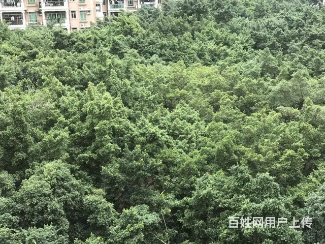 金碧花园 1室0厅1卫 2000元月 配套齐全 - 图片 5