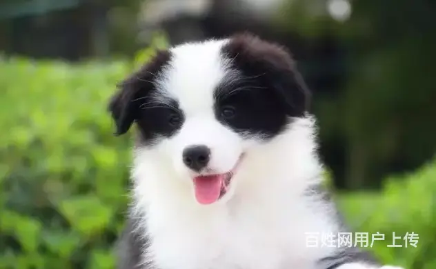 承德边牧怎么卖 纯种边牧 疫苗齐全 - 图片 4