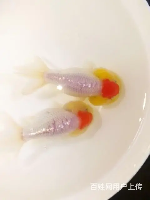 打包正顶红顶虎一对 - 图片 3