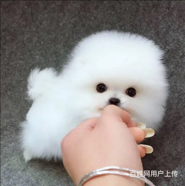 纯种哈多利博美犬出售 纯种博美幼犬 博美价格 - 图片 6