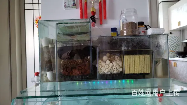 锦鲤，锦鲤鱼苗 - 图片 2