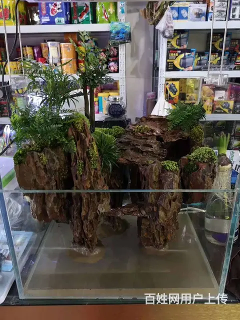 苏州哪家清洗鱼缸好 - 图片 2