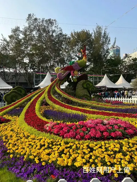 珠海植物墙  珠海绿植墙  垂直绿化  立体花艺 - 图片