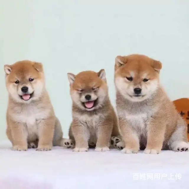 出售纯种柴犬 黑柴 豆柴 精品包子脸 品相完美包邮 - 图片 8