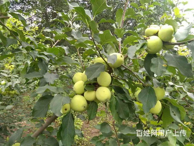 花园生态肥换土电话？换土多少钱？专业团队 - 图片 5