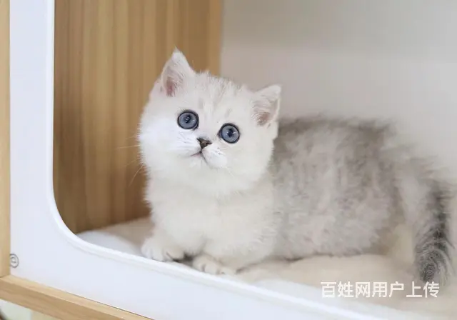 曼基康矮脚猫哪里有卖的 多少钱一只 图片价位 - 图片 3