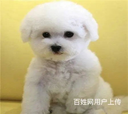 纯种比熊 白色比熊 法系比熊 出售超级可爱的小 - 图片 4