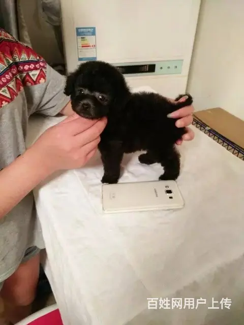 小体韩国赛级茶杯泰迪犬 精美玩具泰迪熊宝宝 - 图片 6