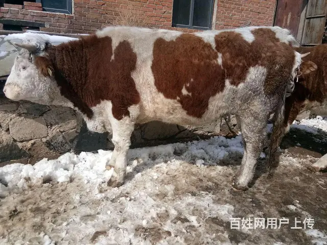 专业买卖各种牛 东辽卖牛哪家好 就找韩姐 - 图片 2