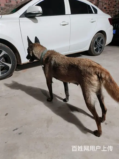 两岁母马犬出售 - 图片 5