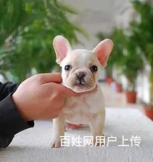 纯种赛级法国斗牛犬 证品质健康 颜色齐全 - 图片 7