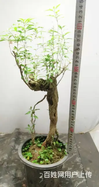 杨世毅先生武汉盆景假山专业设计制作德聚缘花木商务师 - 图片 9