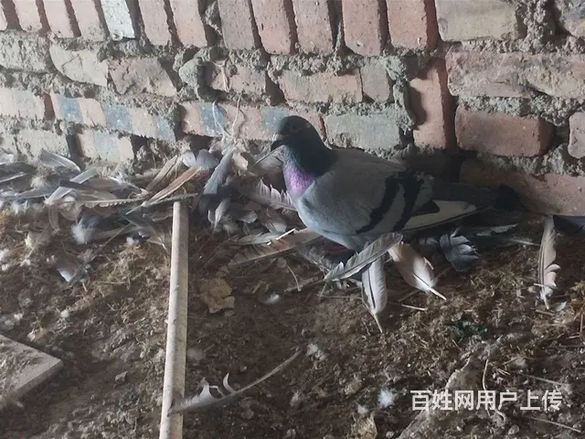 出售成绩鸽子代，后面是父母照片 - 图片 3
