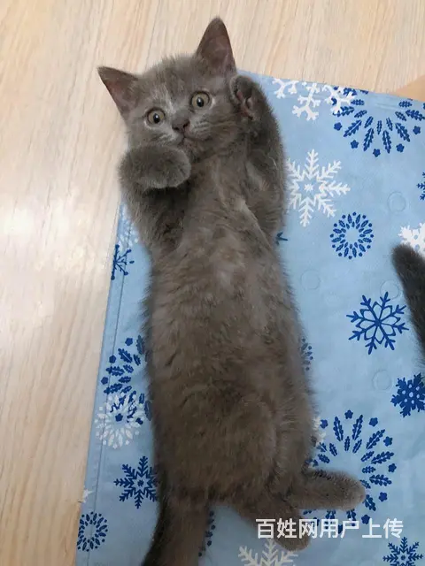 自家养的大猫生的一窝小蓝猫出售#健康可爱#价格实惠 - 图片 3