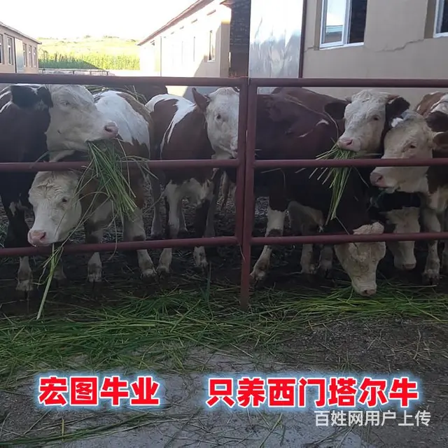 6个月 西门塔尔2岁母牛 要多少钱 - 图片 1