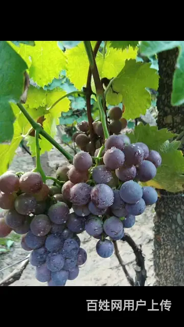 出售自家家种植了30年的葡萄树 - 图片 3