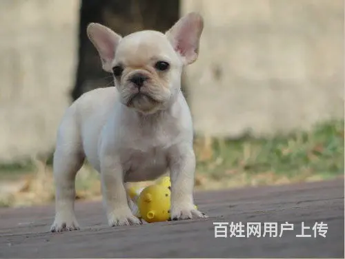 法国斗牛犬奶油色，黑色，黑白花都有，随时可看狗 - 图片 5