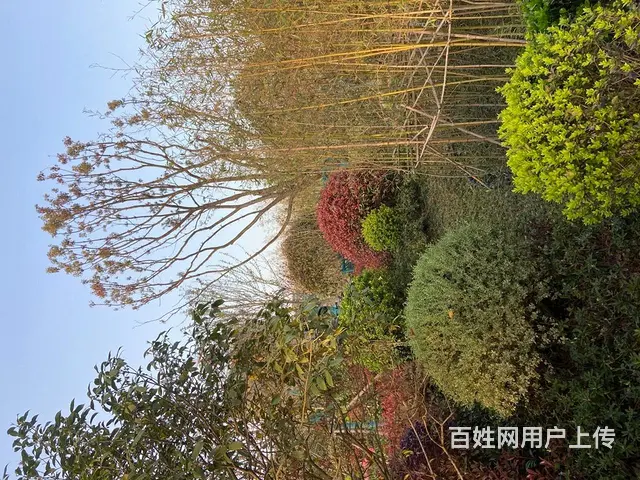 华侨城欢乐明湖，奥体旁明湖边，高端品质住宅，湖景房 - 图片 10